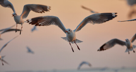 Close up shot of seagull flying toward perspective at dawn.