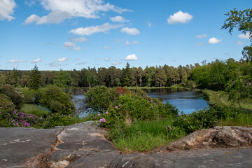 Lake and pine tree forest at Cragside, close to Rothbury in Northumberland, UK