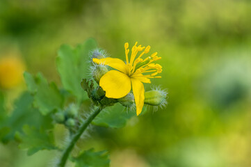 żółty wiosenny kwiat na zielonym tle