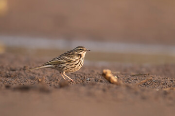 Rosy pipit in Wetland Area 