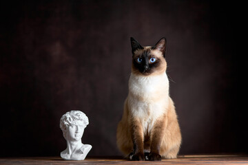 Mekong bobtaile cat sits near gypsum statue of David's head