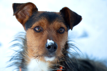 yorkshire mix, face in foreground with snow on nose, white background of snowy landscape.