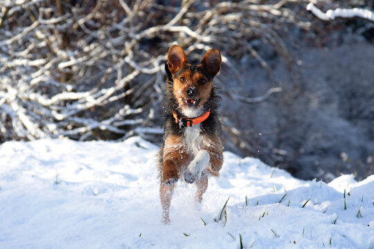 bodeguero dog mixed with yorkshire running smiling towards the camera in a snowy and sunny landscape. Snowy countryside with snow-whitened branches in the background.