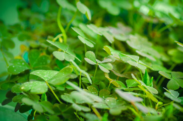 Green clover background, st. Patrick day background with chamrock