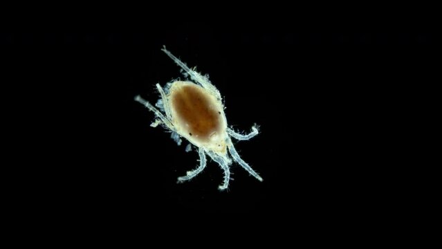 Acari(mite) living in water under a microscope, the superfamily Halacaroidea, order Trombidiformes, live in both fresh and sea water. Barents Sea