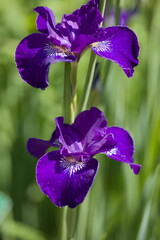 Iris flowers in a garden in a sunny day closeup - 575292237