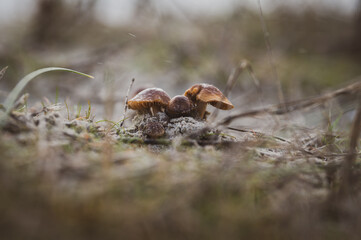 mushroom and fungi growing in a forest in australia. fungus in australian outback
