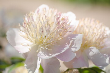 Macro shot of light pink peony flowers in a garden in a sunny summer day