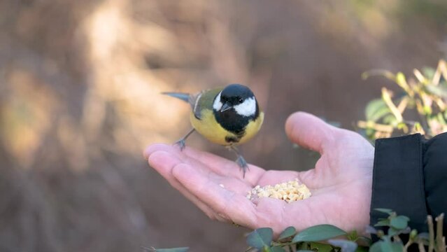 A Great tit, Parus major, choosing the biggest peanut from a person hand in a park in Madrid, Spain.