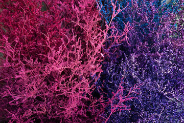 Abstract two split background of pink purple colored dry bush.