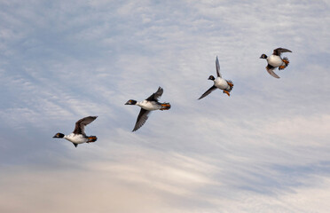 duck floating in the air, Common Goldeneye, Bucephala clangula