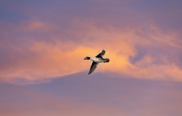 duck floating in the air, Common Goldeneye, Bucephala clangula