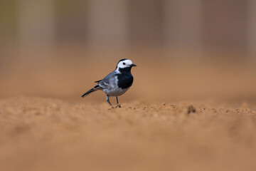 little bird watching on the ground, White Wagtail, Motacilla alba