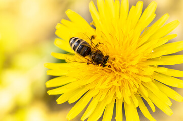 pszczoła miodna zbiera pyłek na żółtym kwiatku mniszka lekarskiego - obrazy, fototapety, plakaty