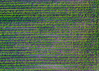 Drone view of green corn maize field in early stage.