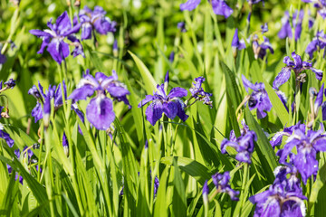 A mass of irises growing in the park