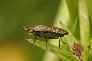 Closeup on a black winged snail killing fly, Coremacera marginata sitting on a green leaf in the garden