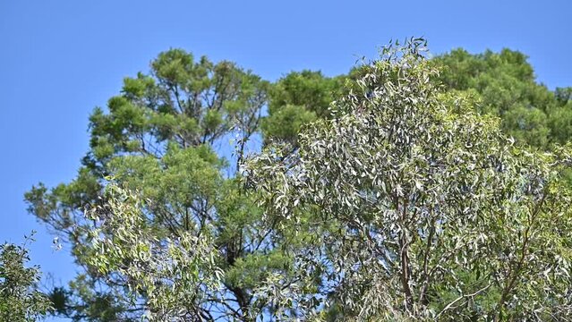 Slow motion of australian bush in summer. gum trees and grass blowing in the wind
