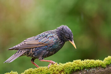 starling in the rain