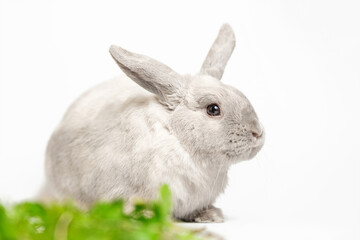 Portrait of a decorative domestic bunny or rabbit in gray, ash color on a white background. In the frame, food, green food for the rabbit.