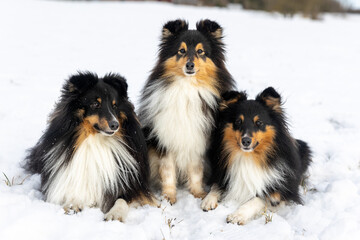 Three black and white with sable tan shetland sheepdog winter portrait in the forest with background of white snow. Sweet cute and fluffy little lassie, collie, sheltie dog sitting on fresh snow