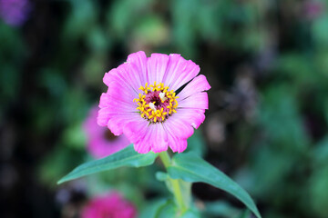 Fototapeta premium Beautiful pink flower in the garden.