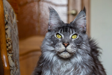 Silver Maine Coon cat. Portrait of a cat. Pet care. Veterinary.