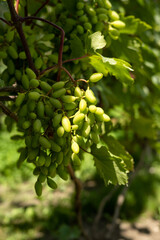 grape vine in the natural environment, cultivation, green bunch of grapes