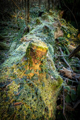 Pień porośnięty bluszczem i mchem © Mariusz