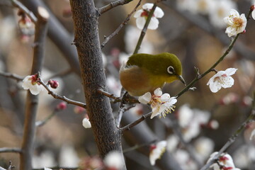 佐布里池梅林　梅の花とメジロ
