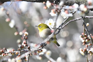 佐布里池梅林　梅の花とメジロ
