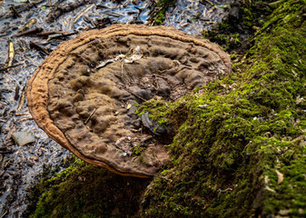 Huba,grzyby nadrzewne