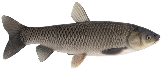 Freshwater fish isolated on white background closeup,  large resolution. The grass carp is a fish...