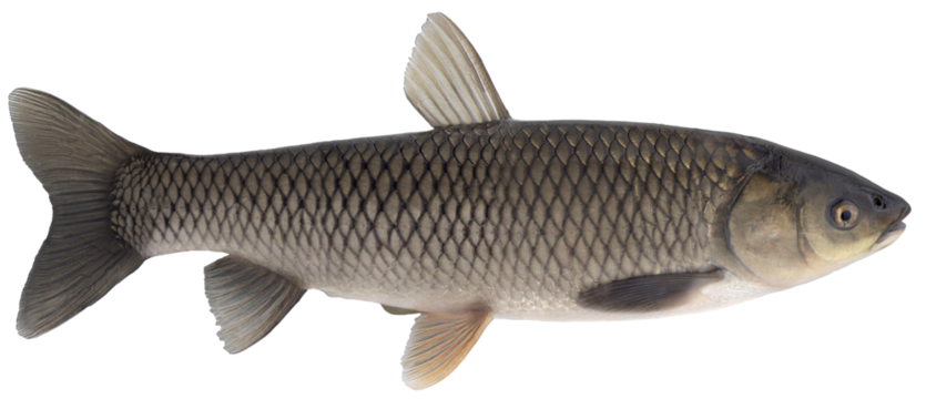 Freshwater fish isolated on white background closeup,  large resolution. The grass carp is a fish in the carp family Cyprinidae, type species: Ctenopharyngodon idella