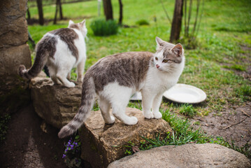 Cats on a wall in the countryside