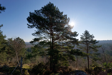 The Mont Pivot hill in the Trois Pignons forest .Fontainebleau Massif