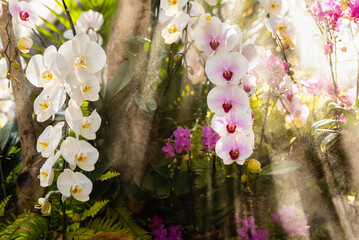 Set of beautiful blooming orchid phalaenopsis orchid in flower garden with sunlight and water spray.
