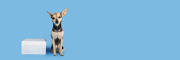 a dog with a box parcel, Pet shop online banner, pet delivery