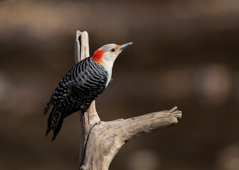 red bellied woodpecker