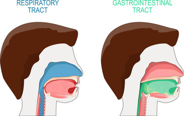 gastrointestinal tract and respiratory system. Cross section of a human head. - obrazy, fototapety, plakaty