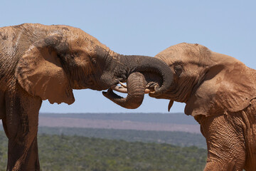 African elephant (Loxodonta africana) intertwine  trunks at a waterhole in Addo Elephant National...