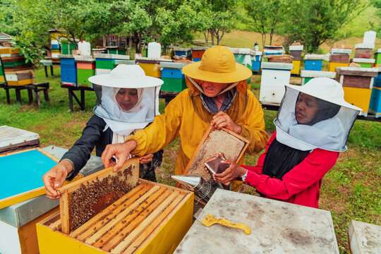 Business partners with an experienced senior beekeeper checking the quality and production of honey at a large bee farm