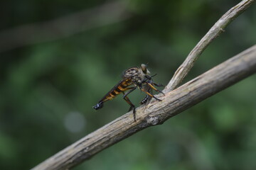 robber fly tiger perched on a tree branch eating insects