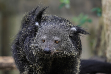 Obraz premium The Binturong, also known as the Bearcat, Thailand