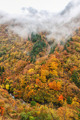 Japanese Scenery - Autumn mountain