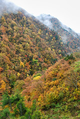 Japanese Scenery - Autumn mountain