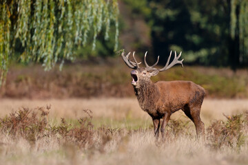 Naklejka na ściany i meble Red deer calling during the rut in autumn