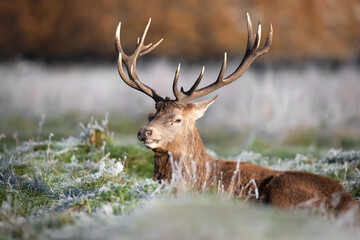 Red deer stag lying on the frosted grass in winter
