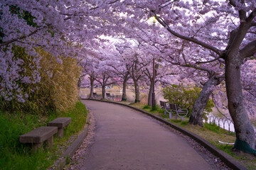 桜風景