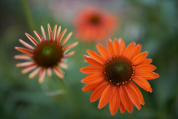 Echinacea